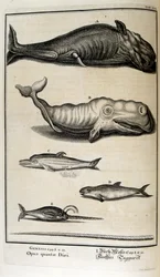 Copperplate Engraving from 