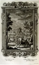 Sacrificing wild bulls