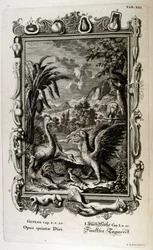 The Fifth Day of Creation: Animals are Created
