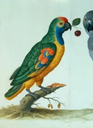 Amazon Parrot