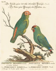 Parrot
