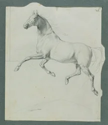 Horse Study for 