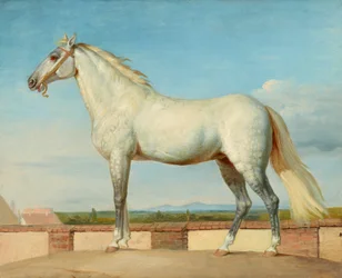 White Horse in Front of a Low Wall