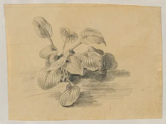 Study of a Leaf Plant