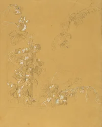 Vine, Study for 