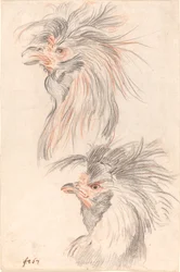 Fighting Cock