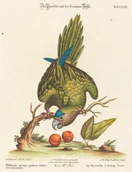 Psittacus Minor with Brown Throat, Western