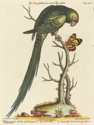 Psittacus Minor Viridis with Longer Tail from the West