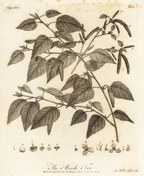 Downy birch, Betula pubescens
