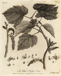 White Poplar Tree, Populus alba