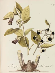 Illustration of All Economic Plants, 1786-1788