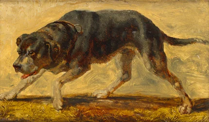 Dog Study