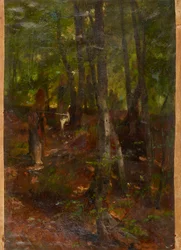 Forest Landscape