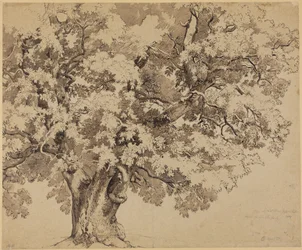 Oak on Wilhelmshöhe near Kassel