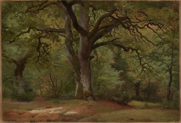 Oak Forest in the Solling