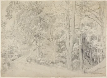 In the Beech Forest
