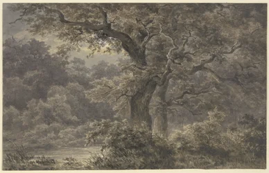 Oak Trees in the Forest