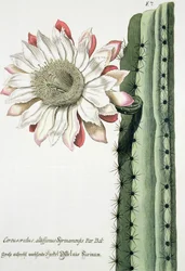 Cereus Erectus Altissimus Syrinamensis from Phythanthoza Iconographica Published in Germany, 1737-45