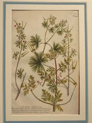 Herb Robert (Geranium robertianum), coloured engraving