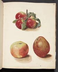 Study of Apples