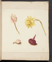 Study of Flowers and Bulbs