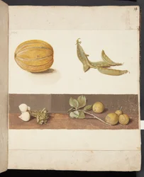 Study of Fruit and Vegetables