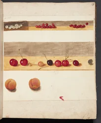 Study of Fruits and Berries