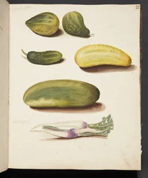 Study of Vegetables