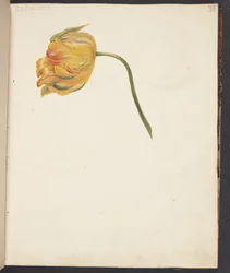 Study of Yellow Tulip