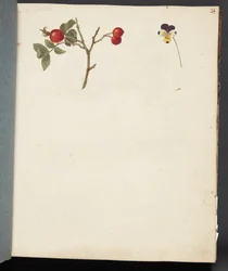 Study of Rosehip and Pansy