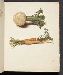 Study of Turnip and Carrots