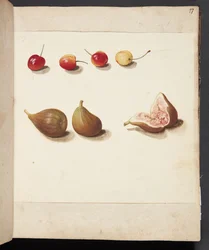 Study of Cherries and Figs
