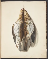 Study of Two Dead Song Thrushes