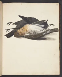 Study of Two Dead Blackbirds, Male and Female, Lying