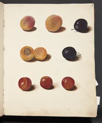 Studies of Plums