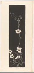 Tea Blossom