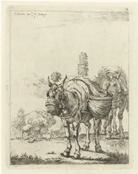 Two Packed Mules