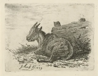 Lying Goat by a Fence