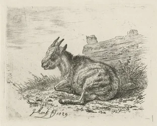 Lying Goat by a Fence