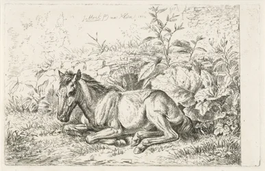 Lying Horse in Front of Some Plants