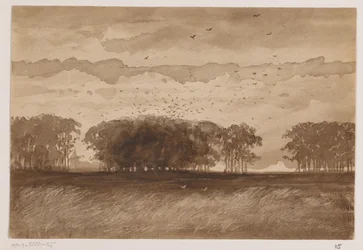 Rook Colony in North Brabant