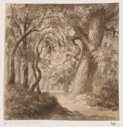 Forest Landscape