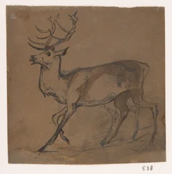 Deer