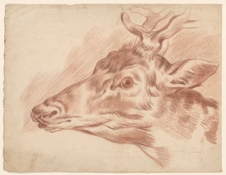 Head of a Deer, Facing Left