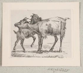 A Goat with Its Kid