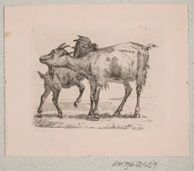 A goat with its kid