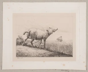 A Bleating Sheep