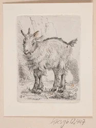 A Kid Goat