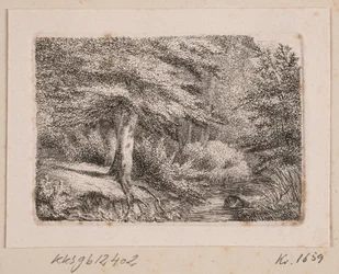 Forest Scene