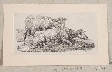 Two Sheep